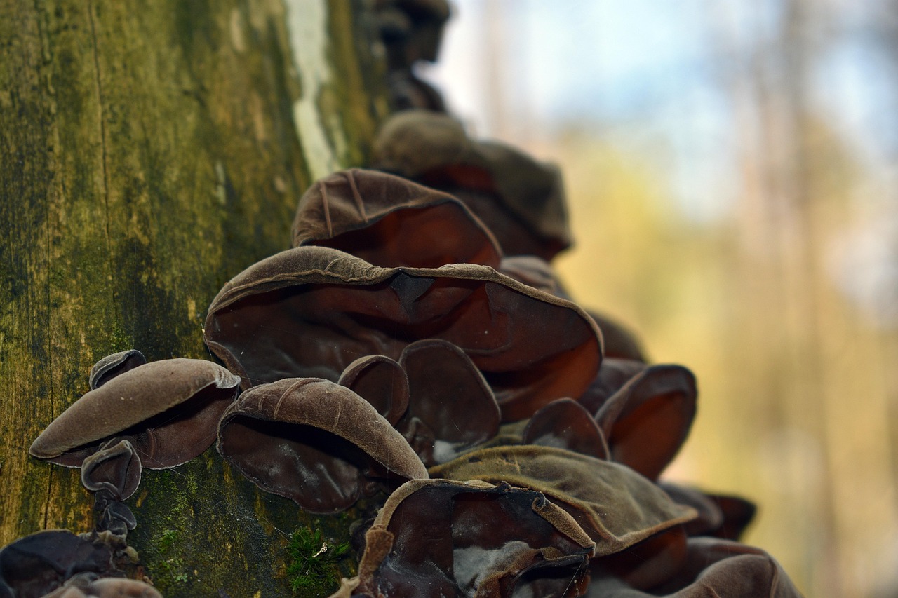 DDOS攻击|辣酱推荐购买平台